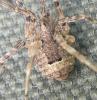 Odiellus spinosus
